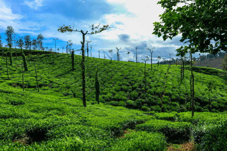 Coffee plantation in Coorg Karnataka rainy season