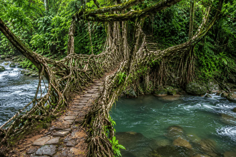 Living root bridge Cherrapunji Meghalaya monsoon trek