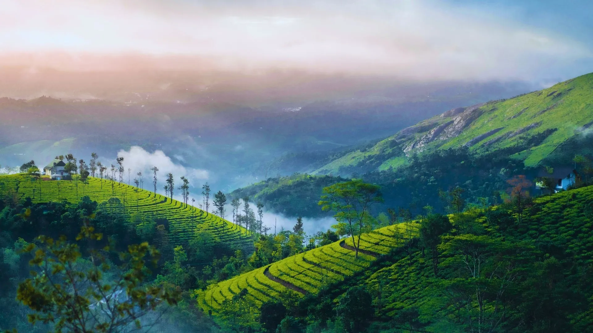 Green tea estates in Munnar Kerala during monsoon rains