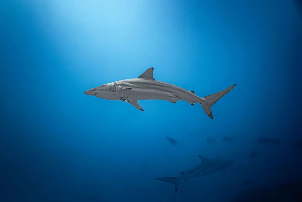 Reef shark swimming in clear blue water in the Maldives