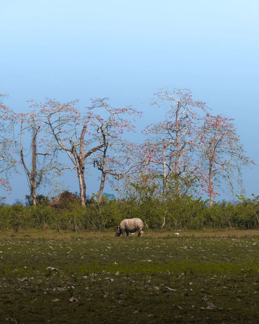 A one-horned rhinoceros grazing in the grasslands of Assam