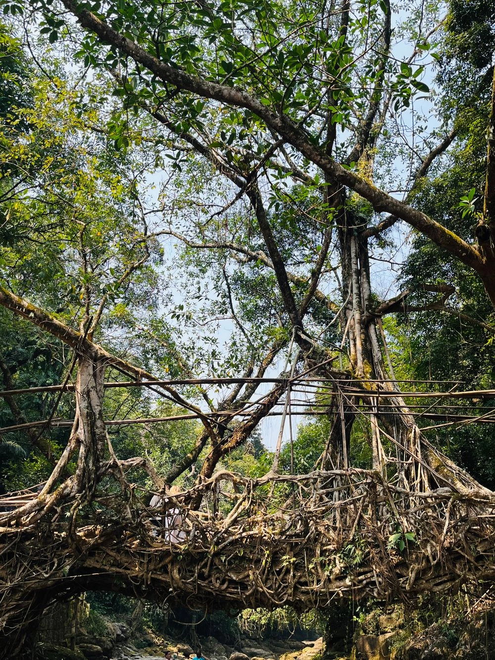 A living root bridge surrounded by forest near Shillong, Meghalaya