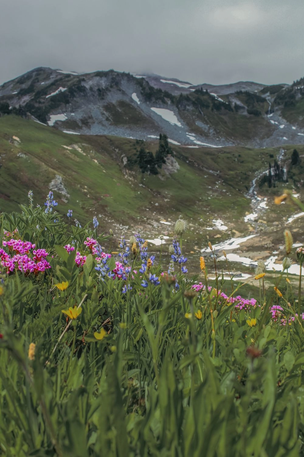 Alpine meadow of wildflowers below Himalayan peaks