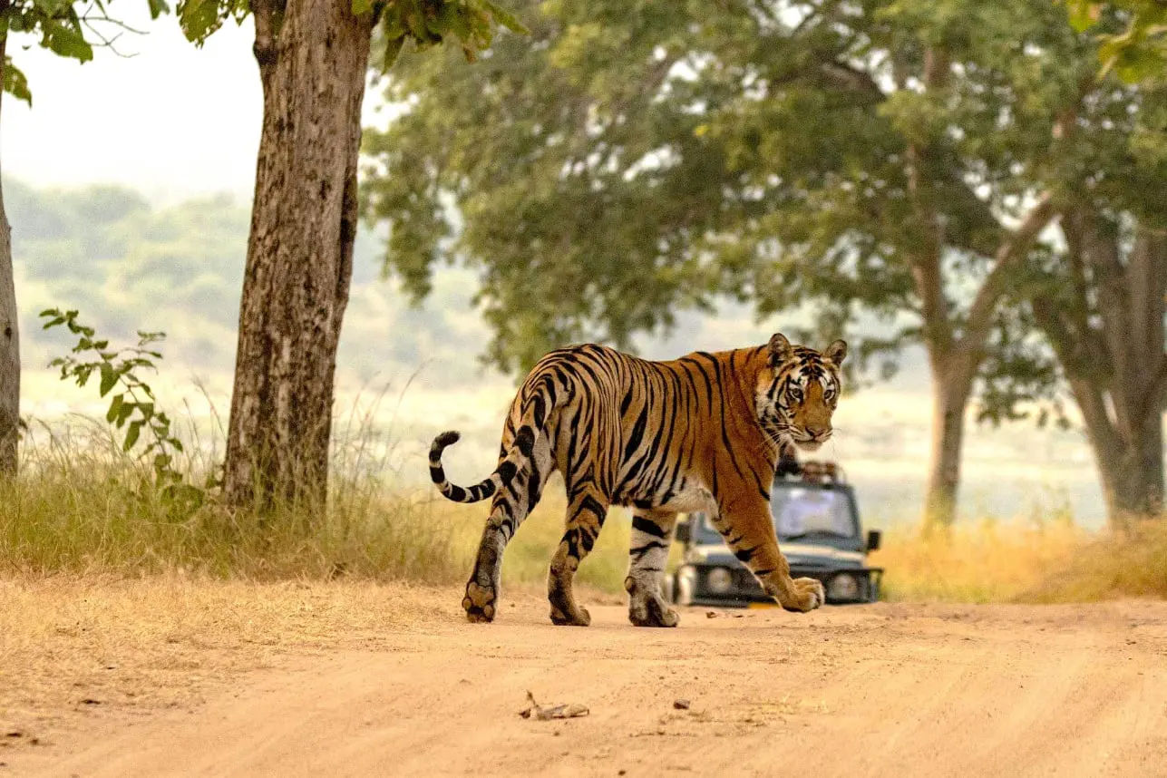 Panna National Park wildlife and Ken River landscape