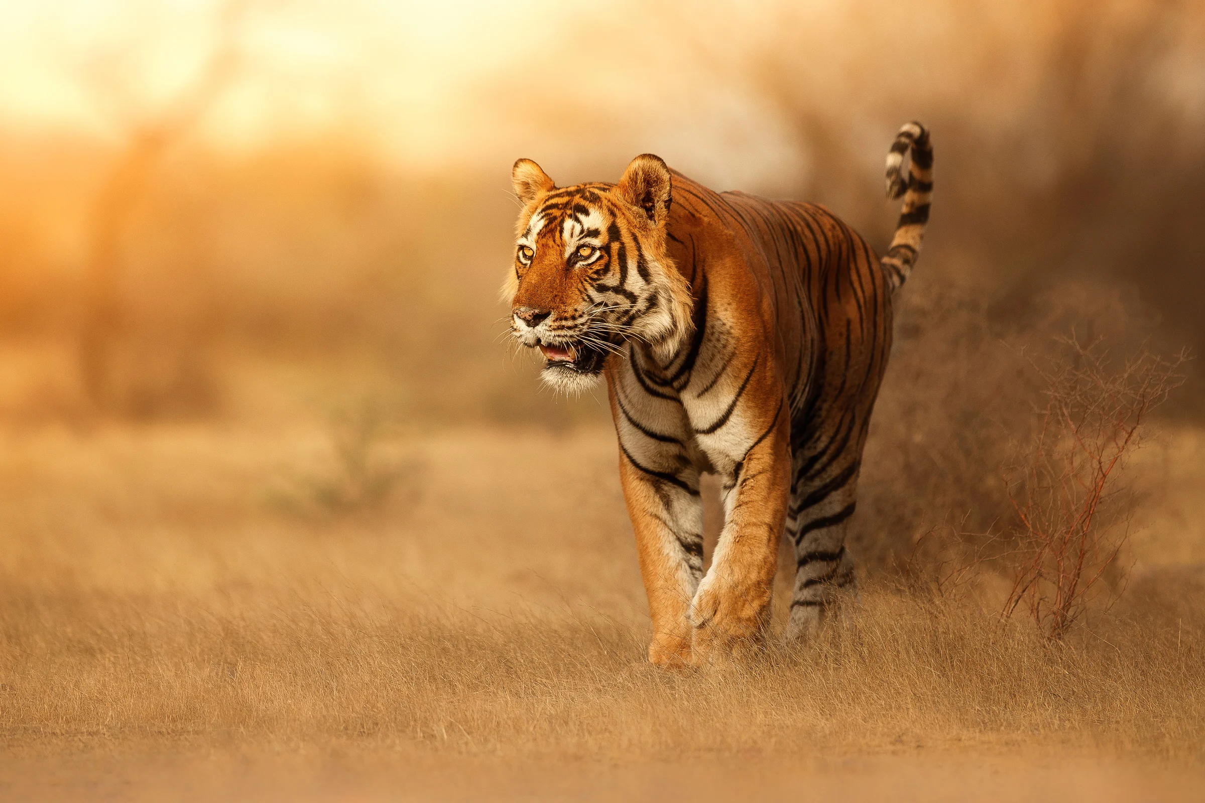 Bhitarkanika Wildlife Tour