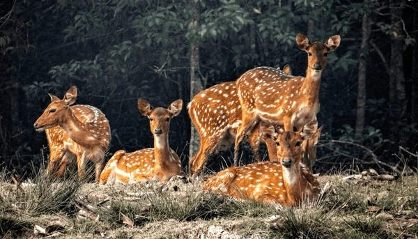 Bhitarkanika Wildlife Tour