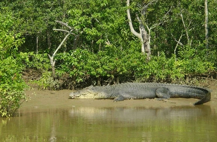 bhitarkanika wilflife