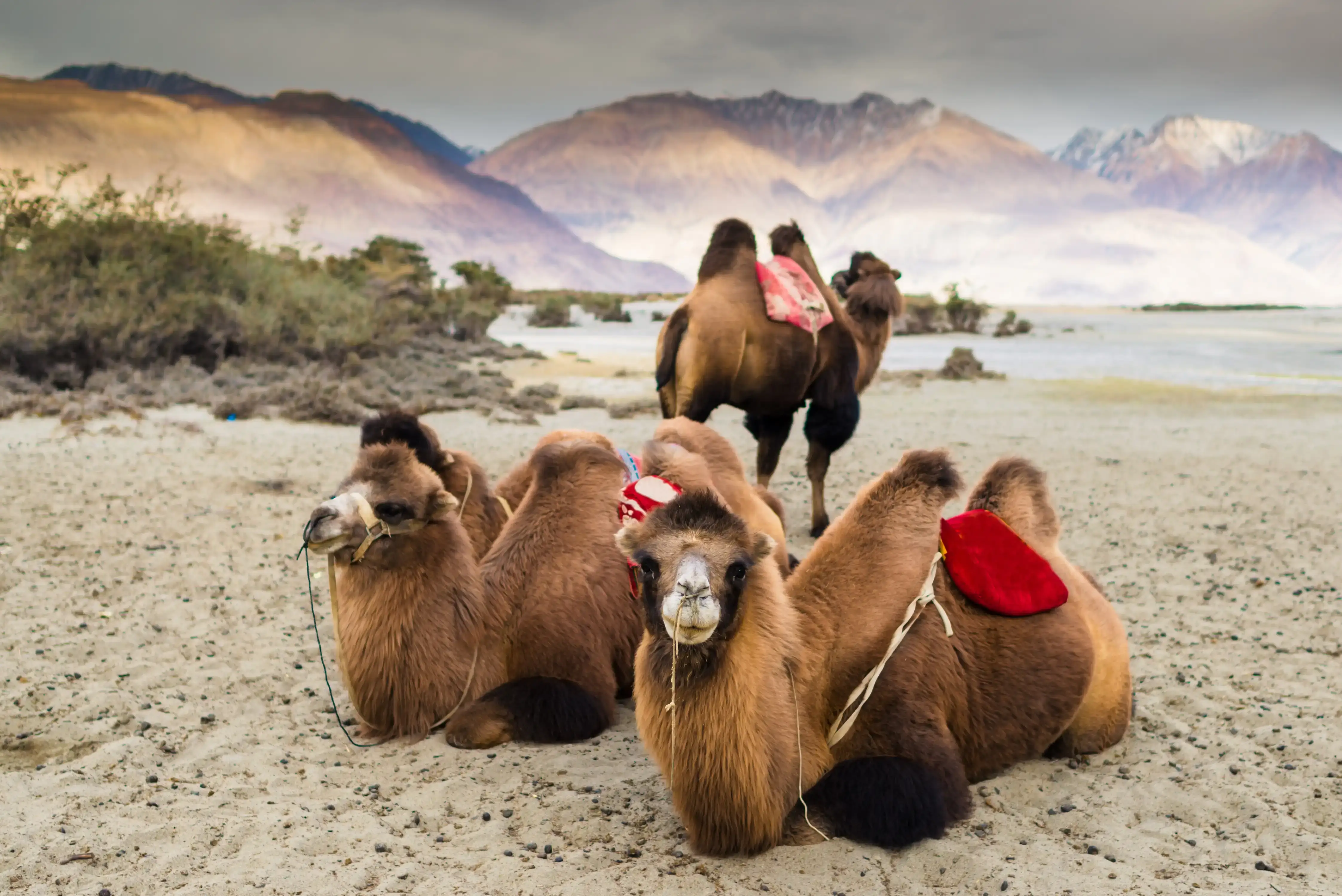 Camel Safari