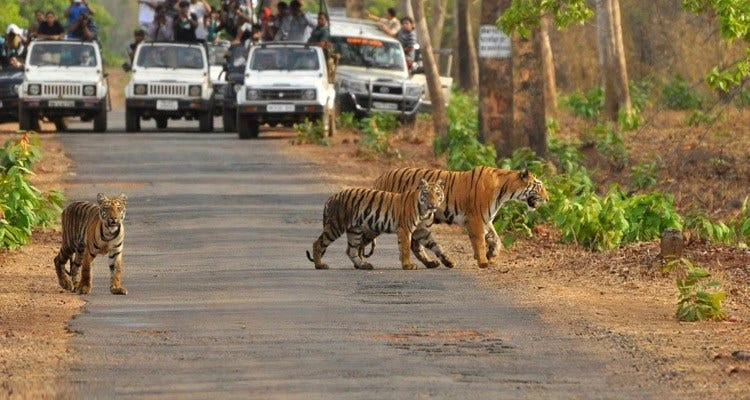Adventure activities and nature trails in Coorg hills