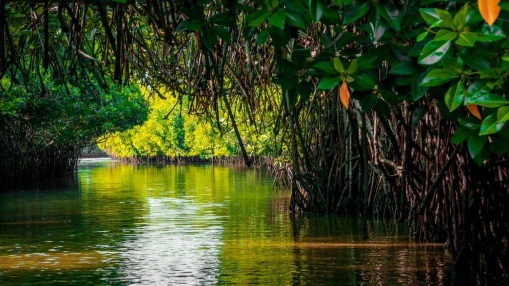 Catamaran exploring mangrove ecosystem