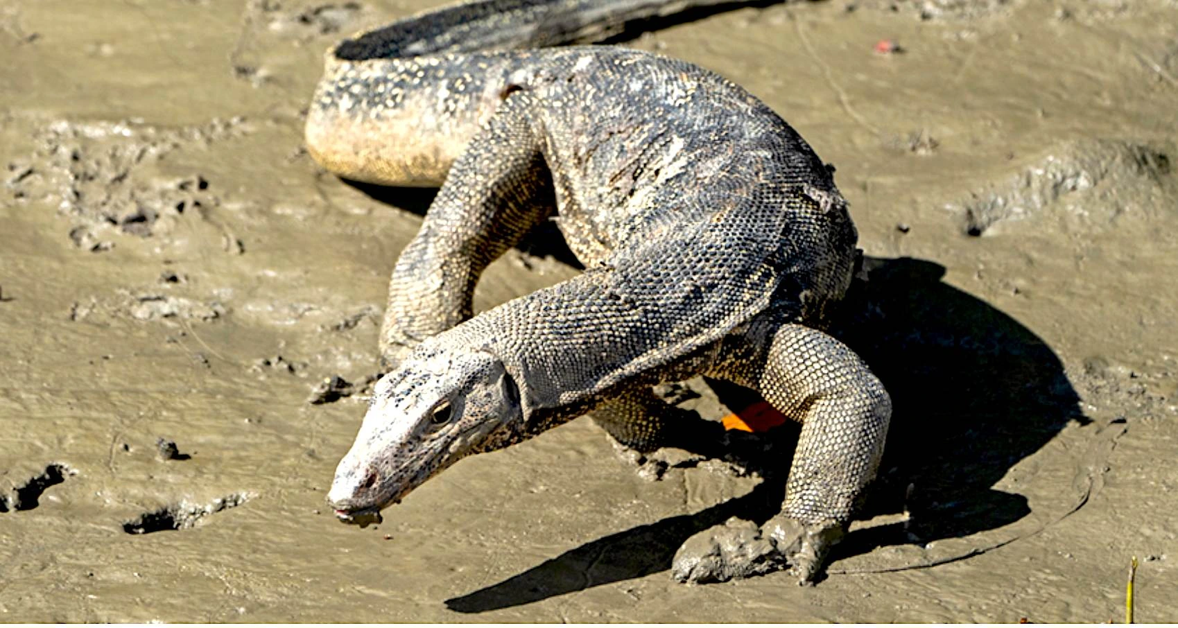 Monitor Lizard in Bhitarkanika National Park