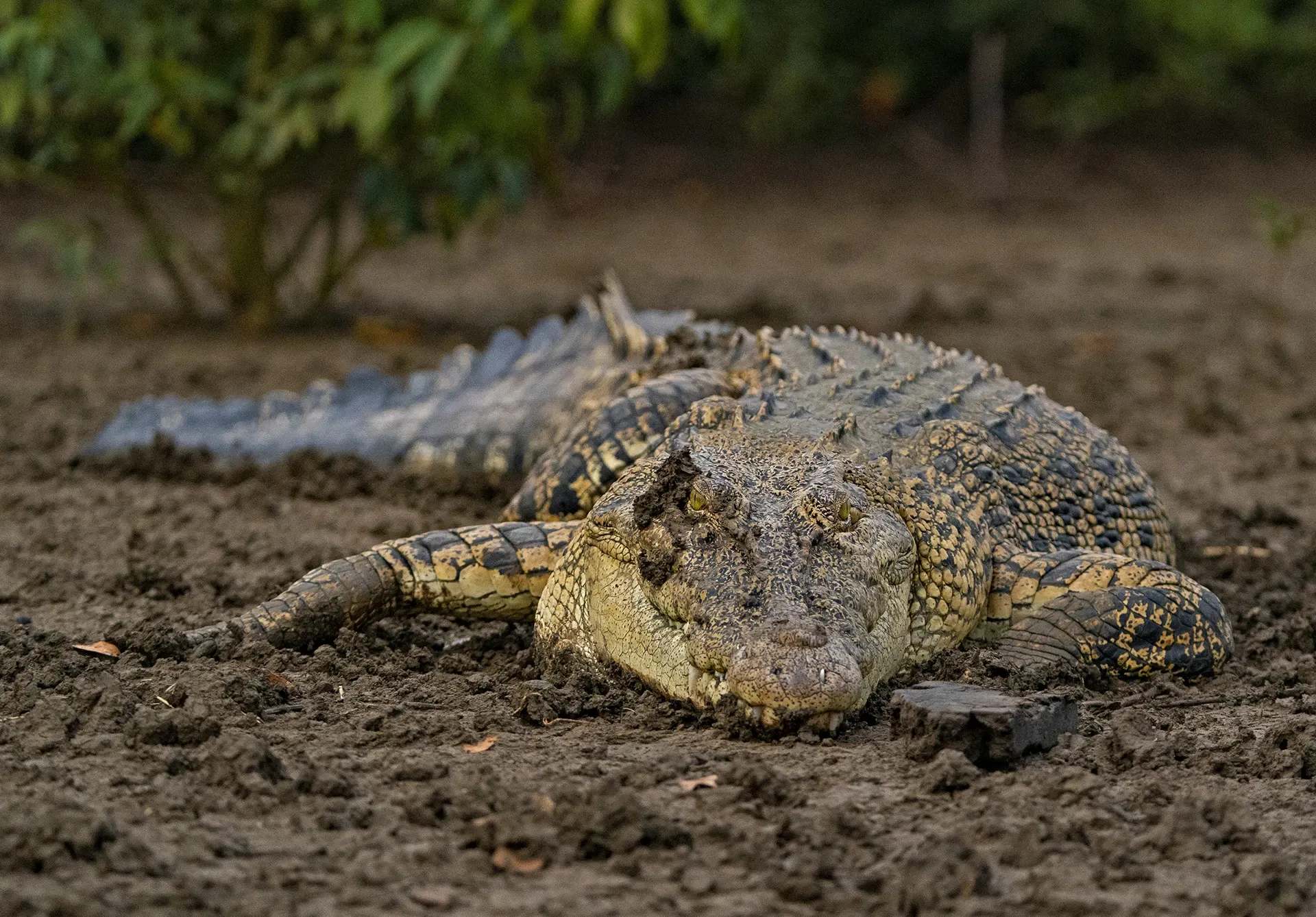 Saltwater crocodile in Bhitarkanika National Park