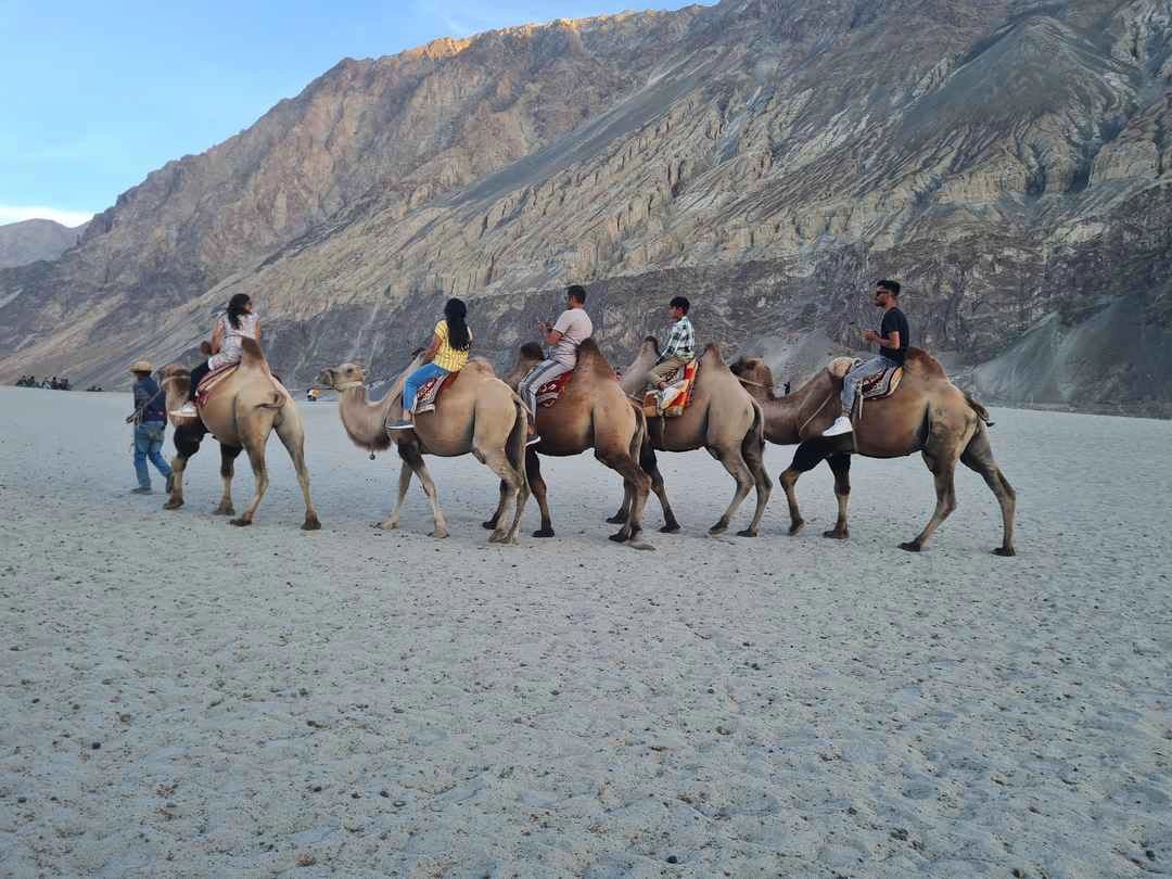 double humped camel ride