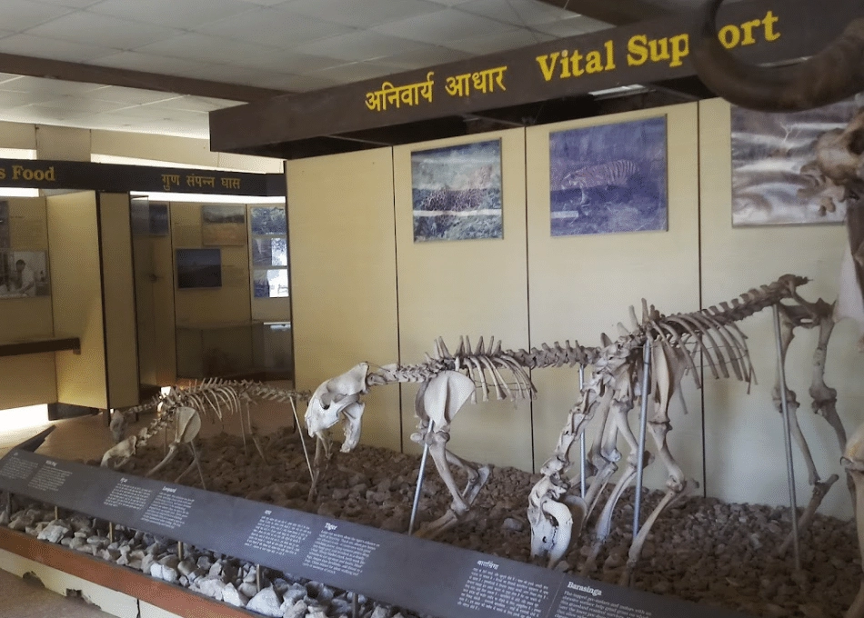 Kanha Museum