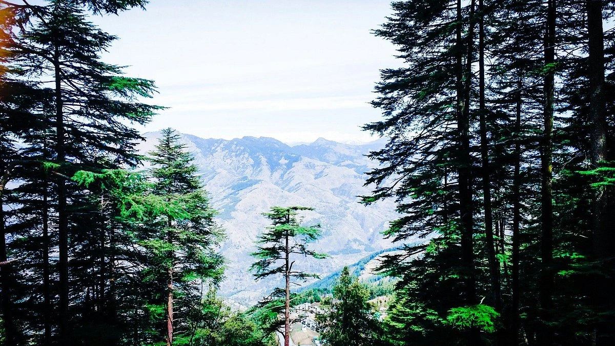 forest-sanctuary