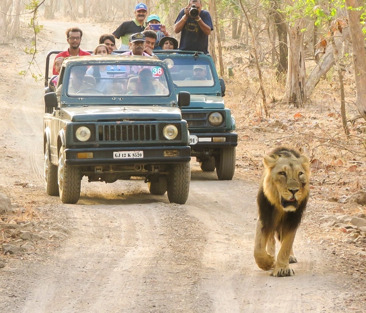 Gir Nation park