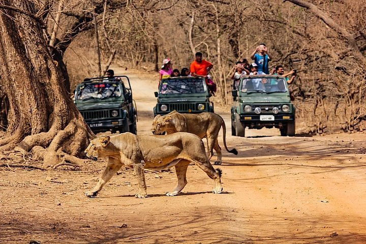 gir forest