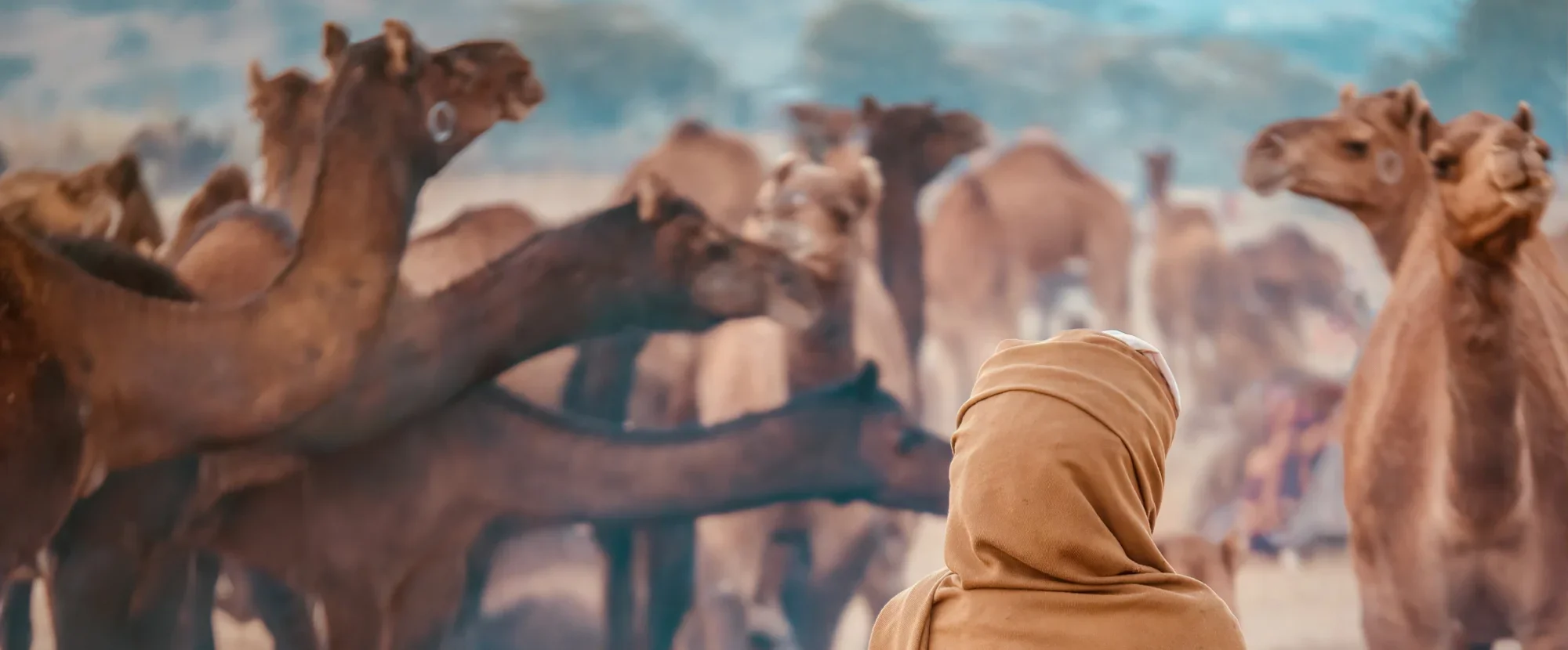 pushkar-camel-ride