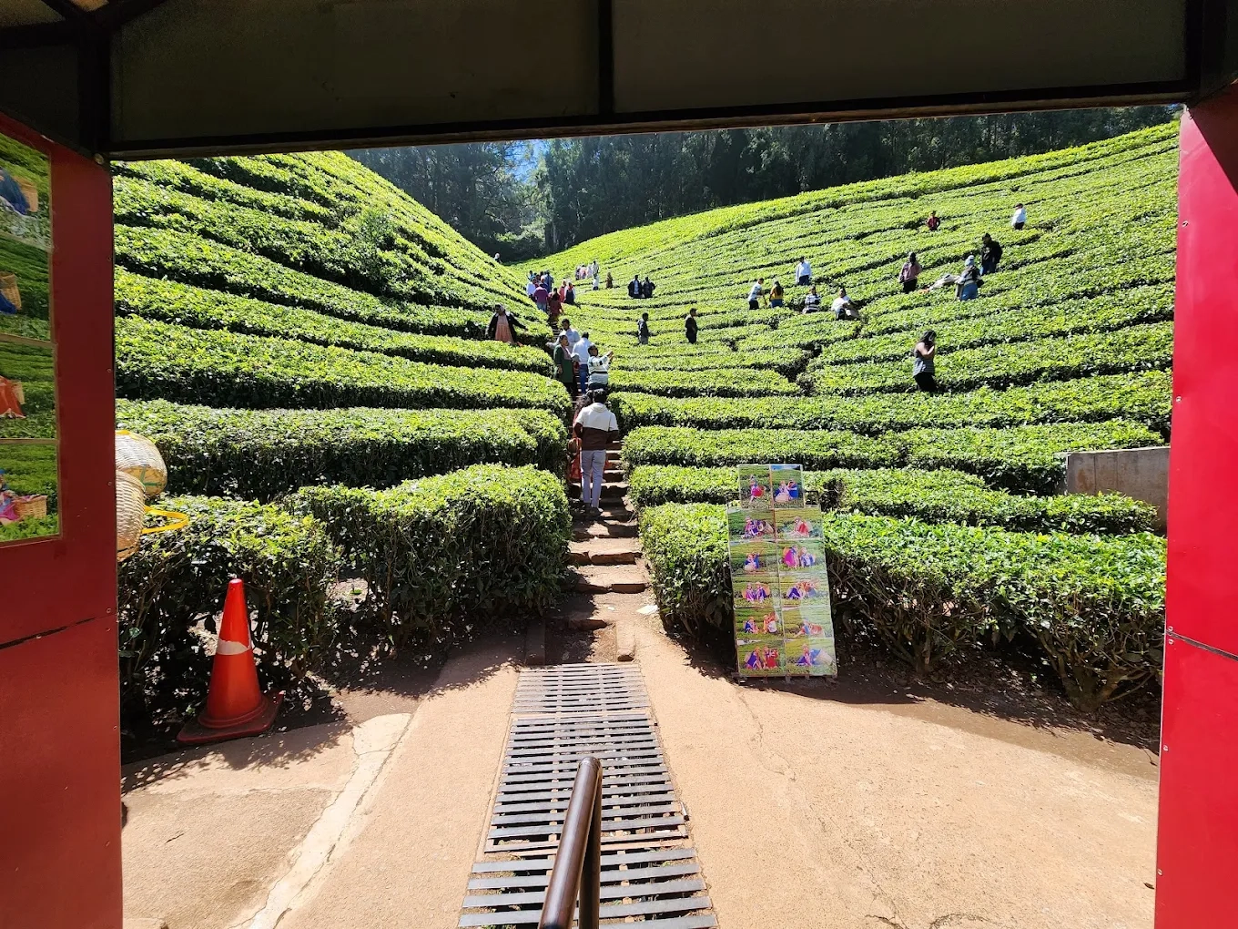 tea garden