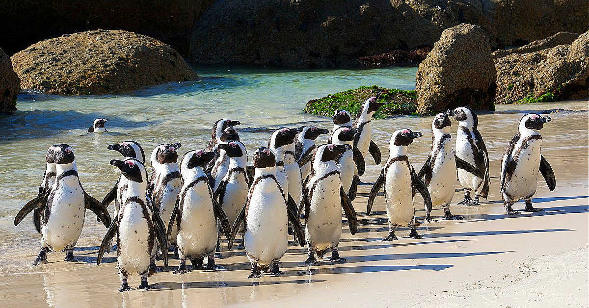 image of south africa
