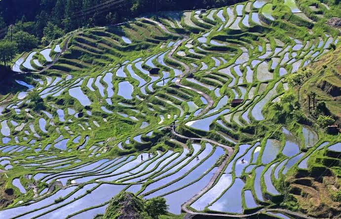 Terraced Rice Paddies