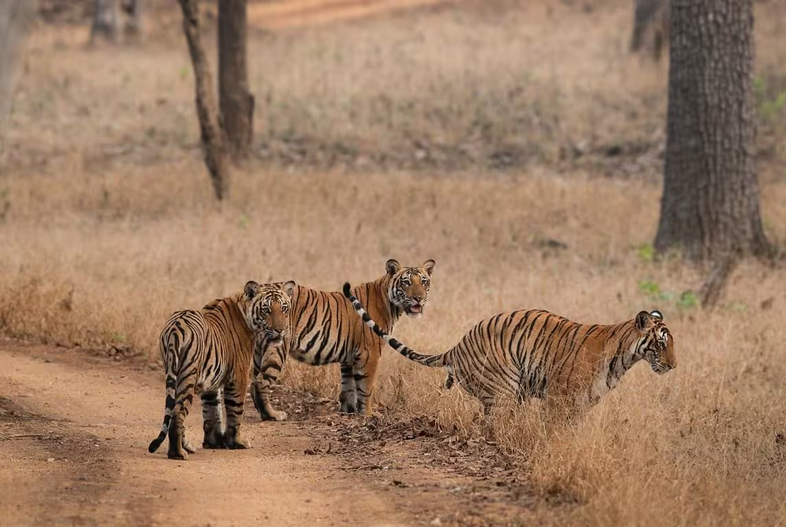 nagarhole-national-park