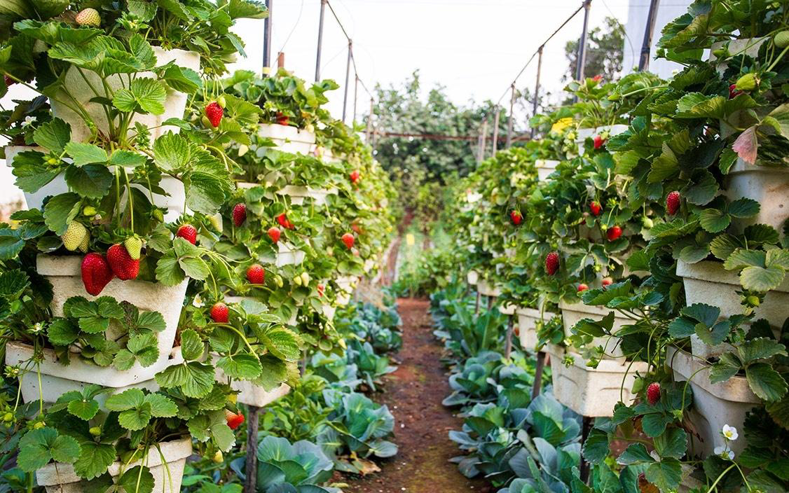 Strawberry Farms