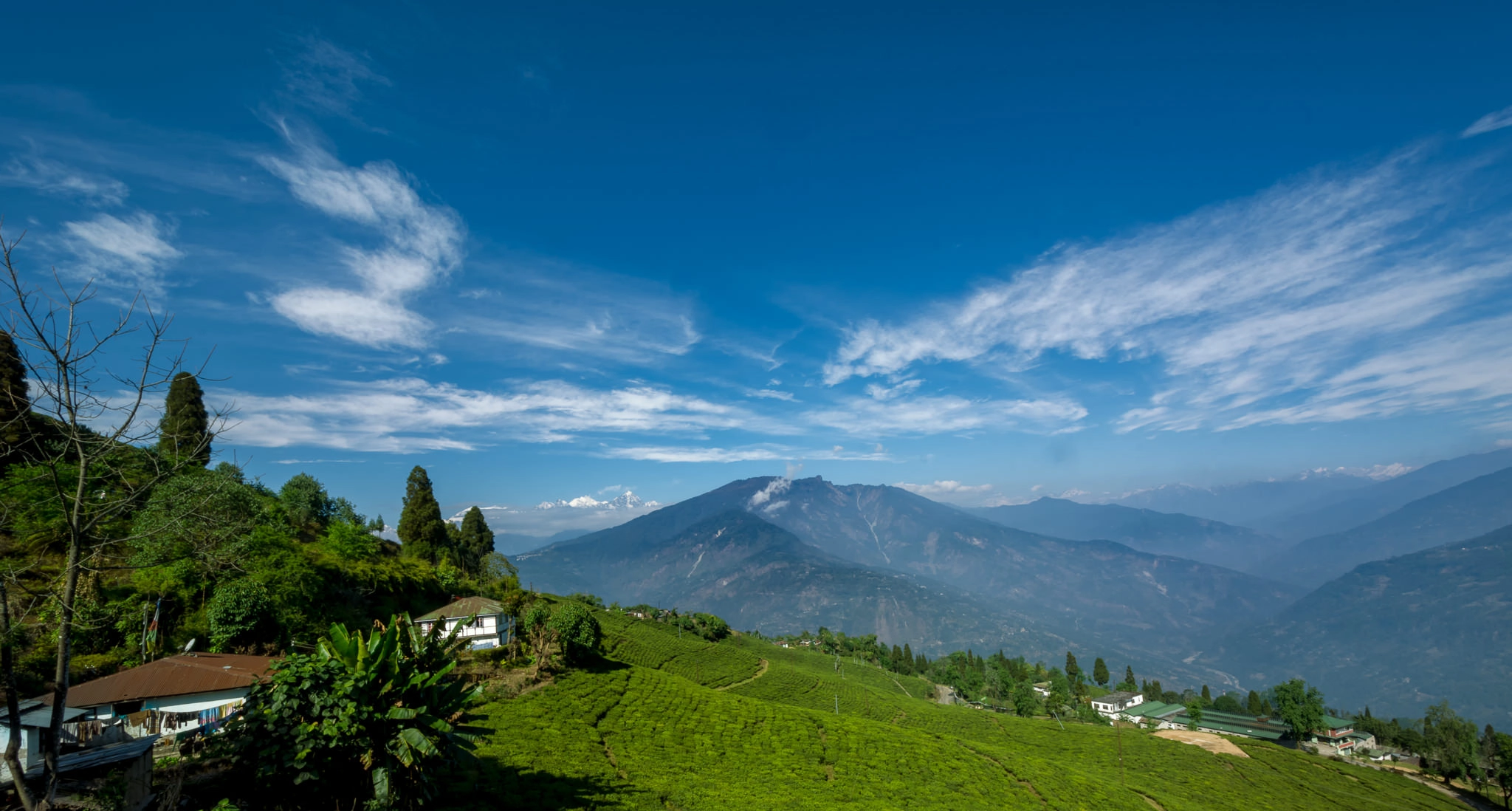 North East Delight With Pelling