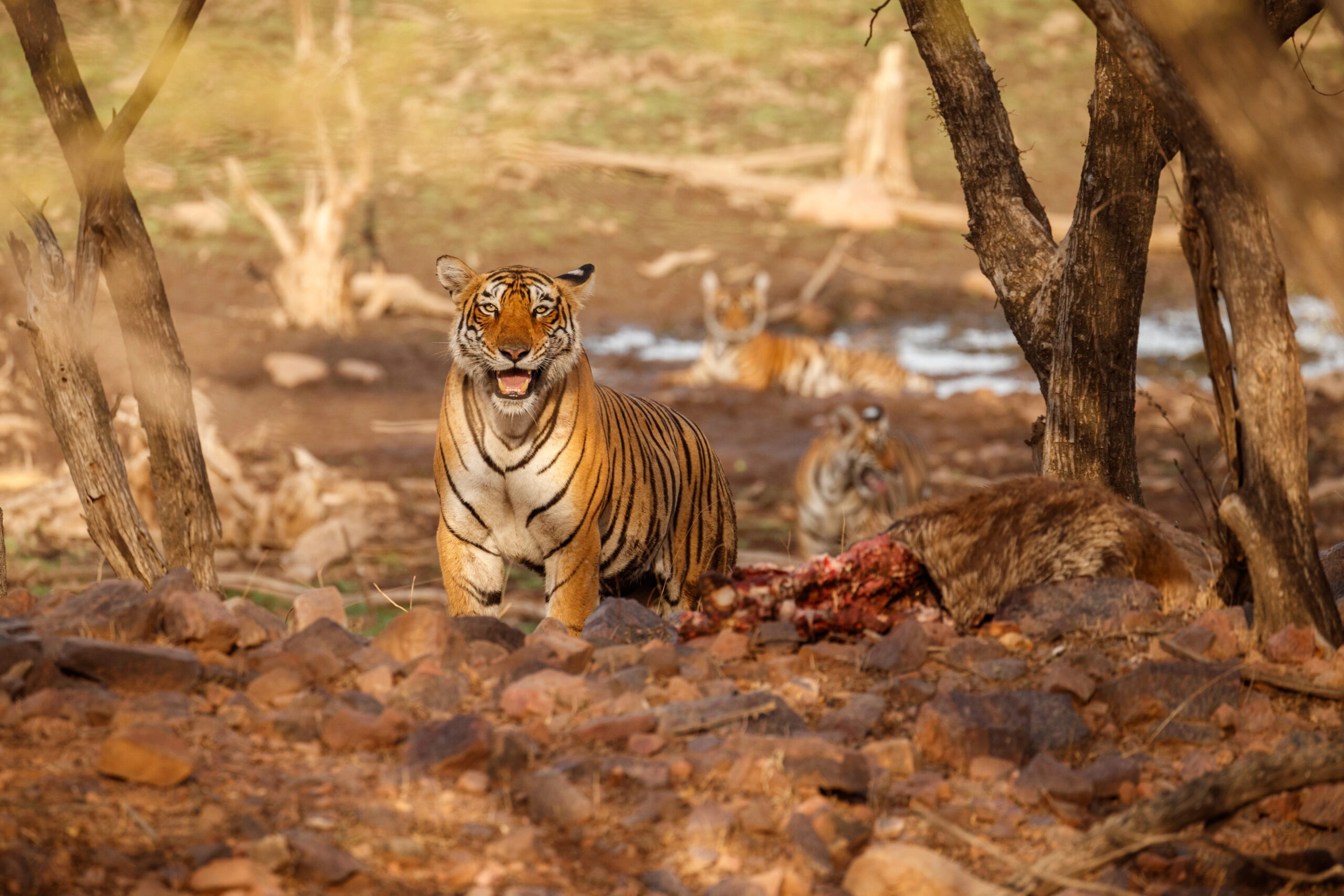 Sundarban wildlife