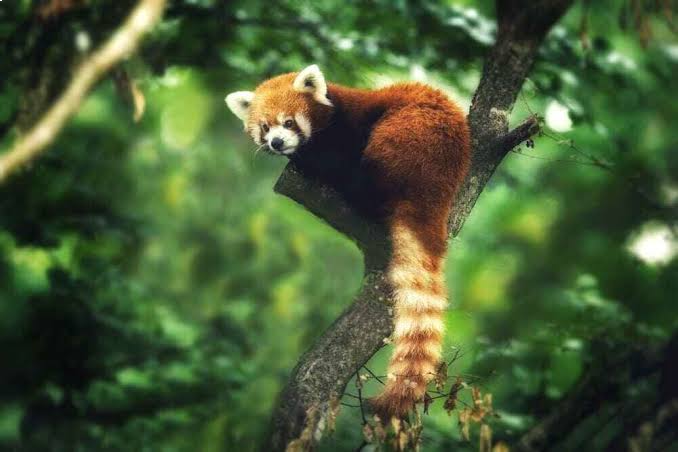 Sundarban wildlife