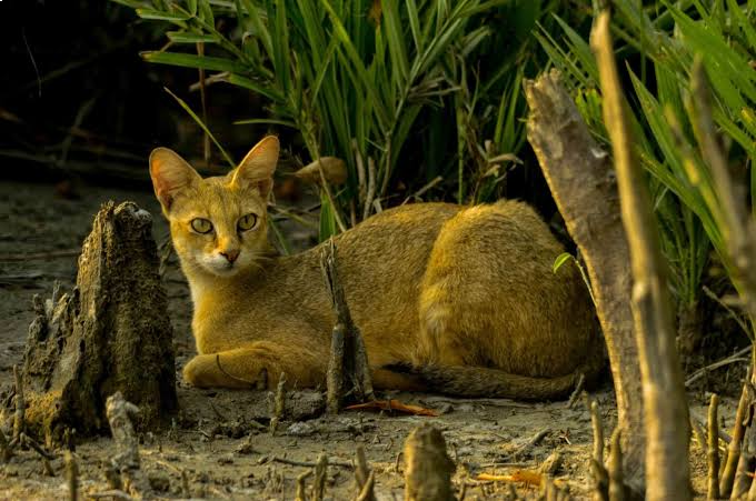 Sundarban wildlife