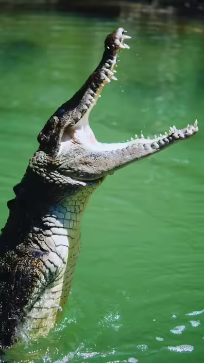 Sundarban wildlife