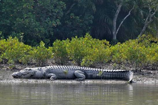 Sundarban wildlife