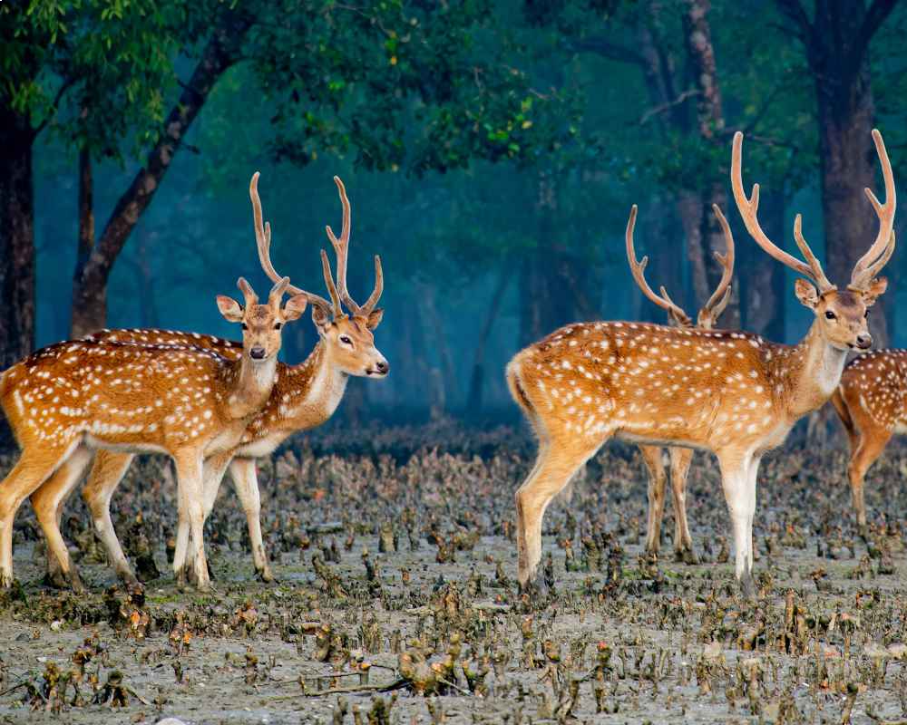 Sundarban wildlife