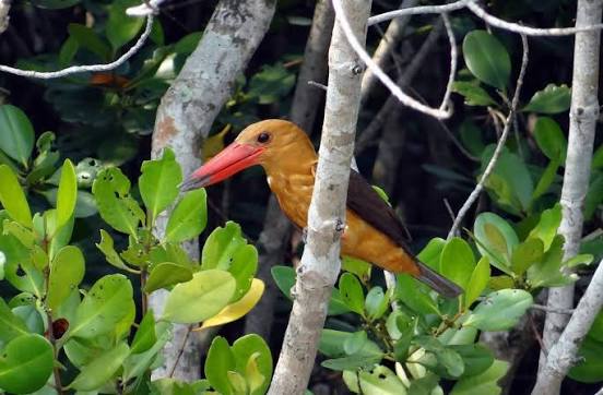 Sundarban wildlife