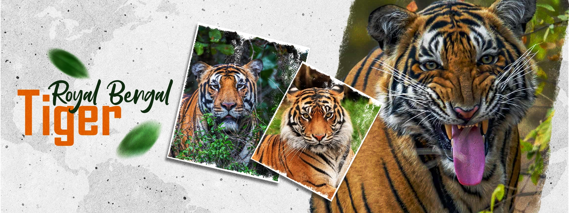 Sundarban Wildlife Escape