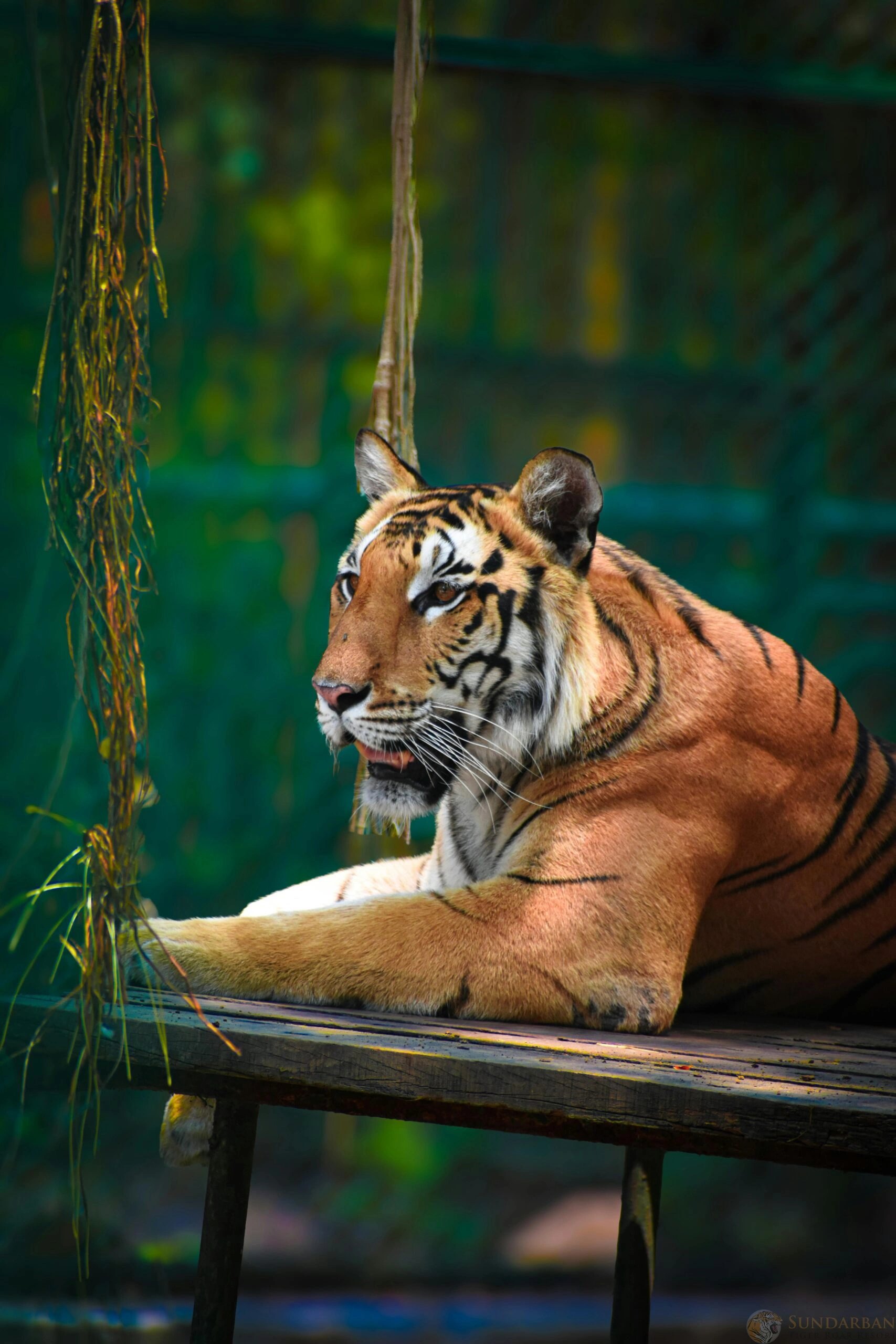 Bengal tiger in Sundarban mangrove forests