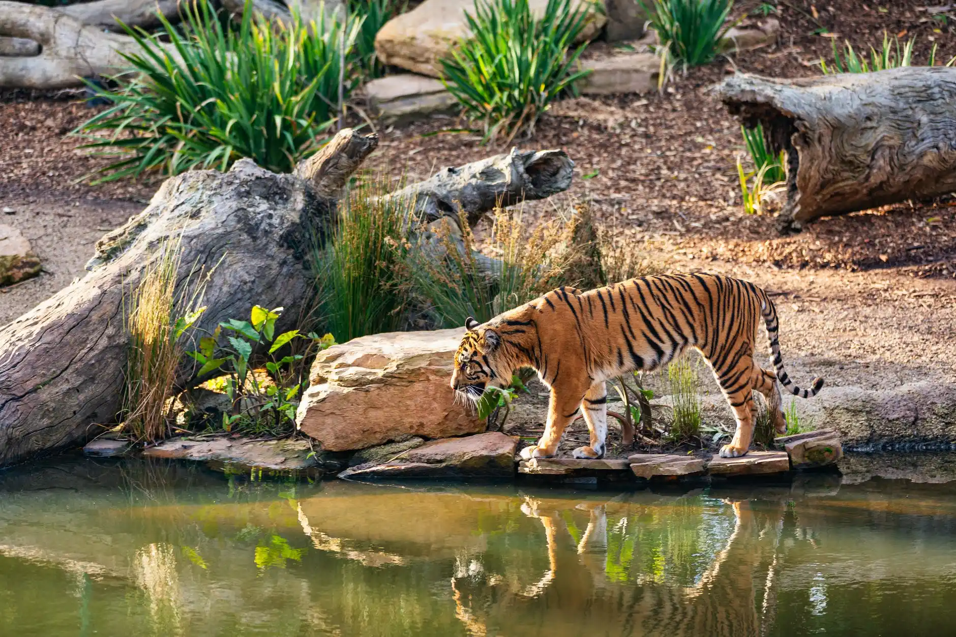 Sundarban Wildlife Escape