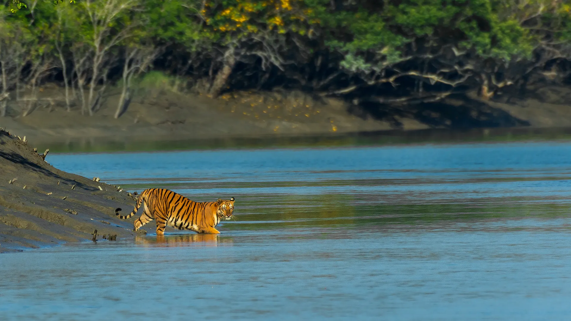 The Grand Tiger Wilderness