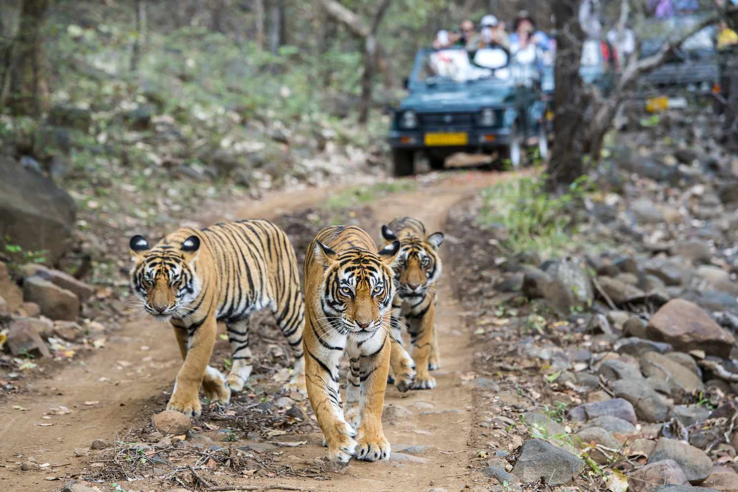 Tiger Trails
