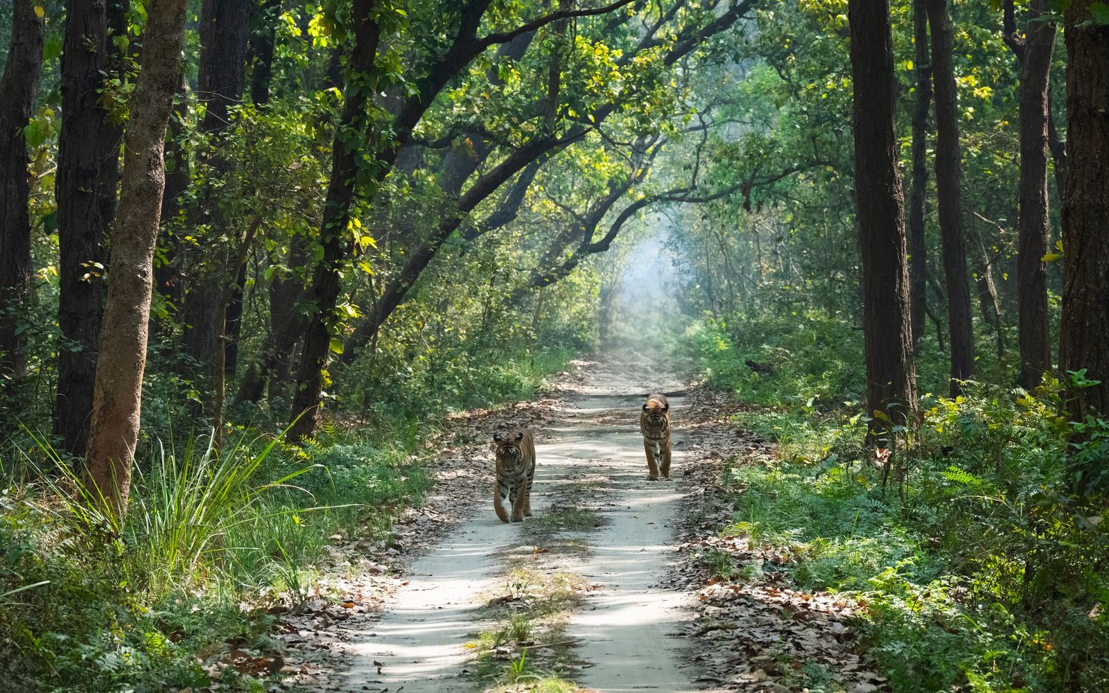 Jim Corbett National Park